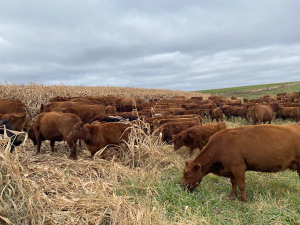 Minnesota beef producers benefited from record prices in 2023.