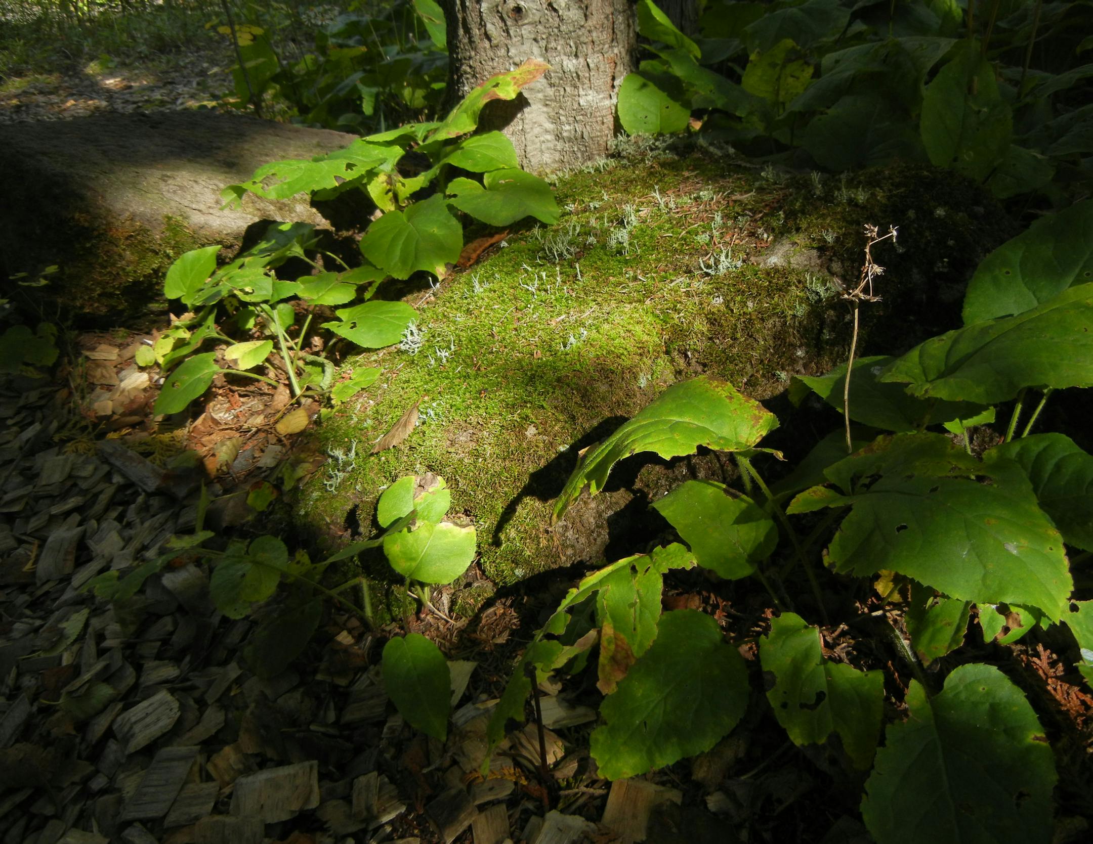 Along the Superior Hiking Trail, a woodland scene looks otherworldly. Photo by Sue Campbell * Star Tribune