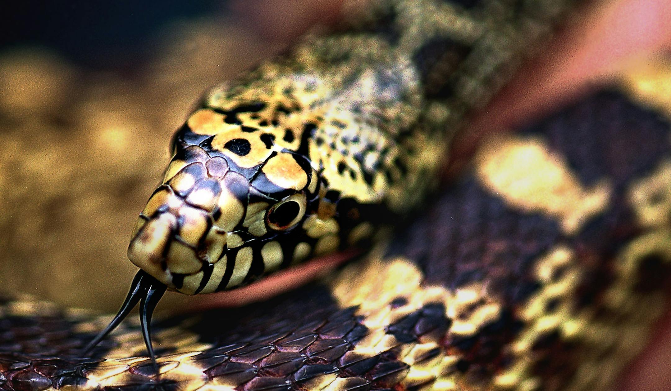 FREETIME: A little nature without leaving the area around the Twin Cities. -- Karen Shragg holds a Pituophis Catenifer or more commonly known as a bull snake. The snake is on display as you enter the Wood Lake Nature Center in Richfield, MN. ORG XMIT: MIN2014072912502524
