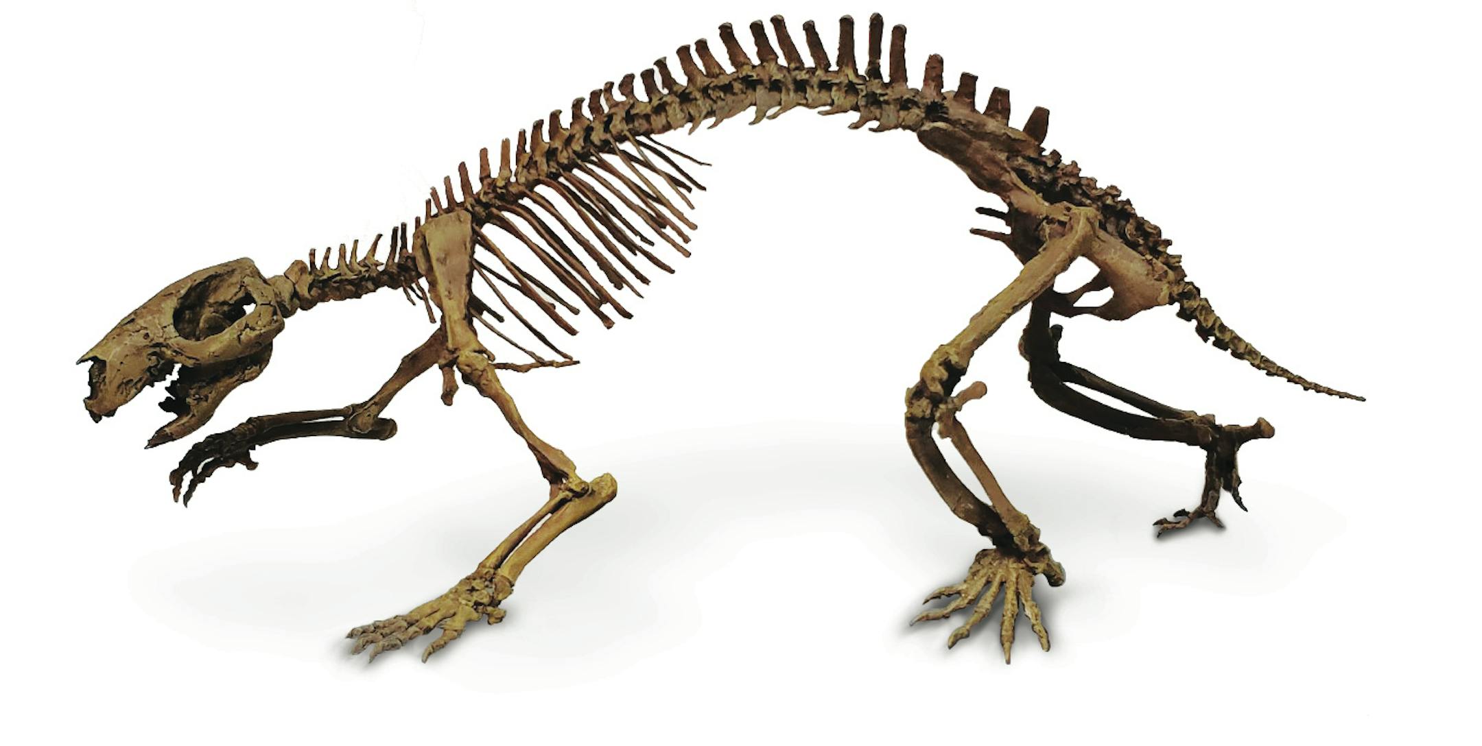 Rendering by Triebold Paleontology