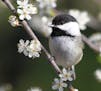 3. Chickadees leave their winter flock to pair up in spring. Photo by Don Severson