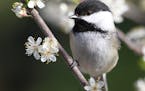 3. Chickadees leave their winter flock to pair up in spring. Photo by Don Severson