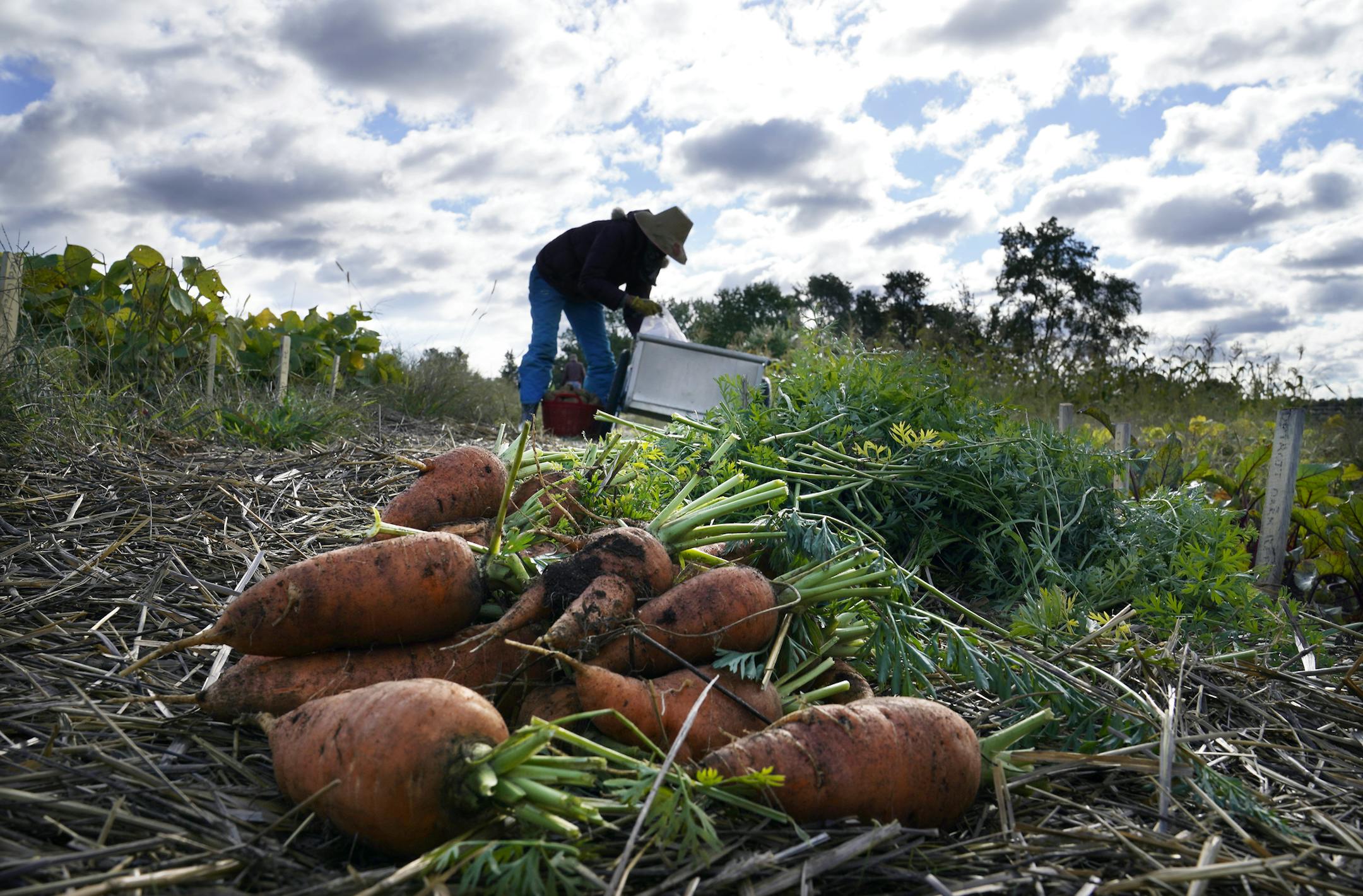 When the COVID-19 pandemic hit, the Minnesota Historical Society's Oliver Kelley Farm grew food that has all gone to an Elk River food shelf. Here, employee Donna Schaefer harvested carrots in September at the Elk River site.