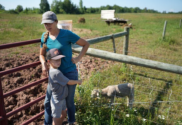 Hannah Bernhardt and son Harvey, 6, tend to the sheep on their farm, opening up a tree covered part of the pasture to allow them to keep cool and rema