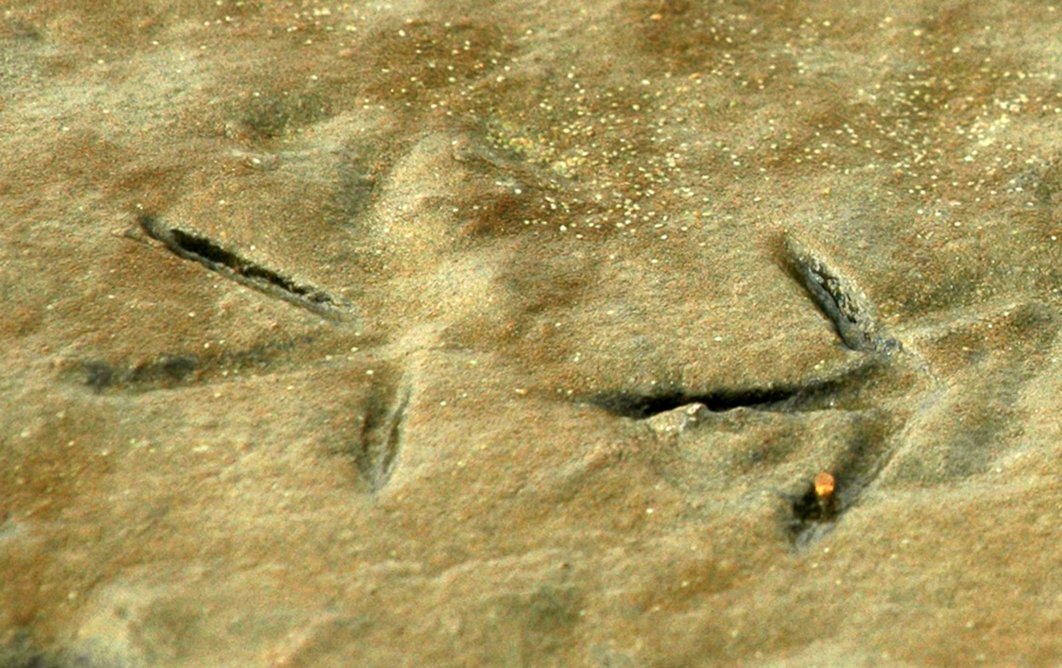Footprint of a small shorebird. Birds walk on their toes.
Jim Williams, special to the Star Tribune