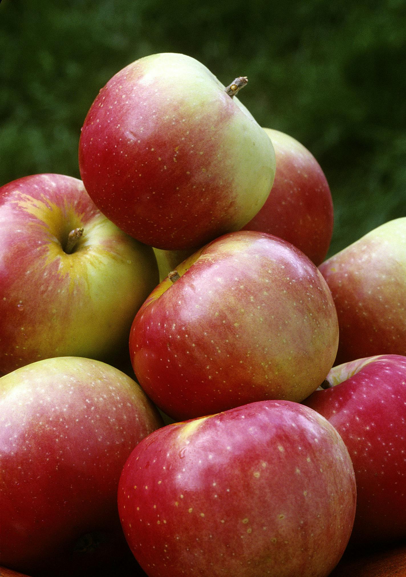 SUGGESTED DISPLAY, GS PROVIDED BY UNIVERSITY OF MINNESOTA Zestar! Apples, developed by the University of Minnesota has sweet-tart taste with a hint of brown sugar. The University of Minnesota has been breeding apples since 1878 producing 24 new apple varieties including Haralson, Fireside, Honeygold, Regent, Sweet 16, HoneycrispT, and SnowSweet. Zestar! Which was introduced in 1999 from a hybridization of State Fair x MN 1691. ORG XMIT: MIN2015091510382718