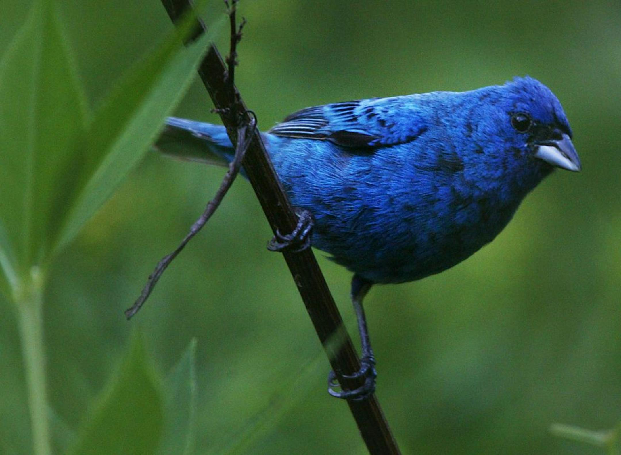A male indigo bunting visits the Eloise Butler Wildflower Garden and Bird Sanctuary in Minneapolis.
