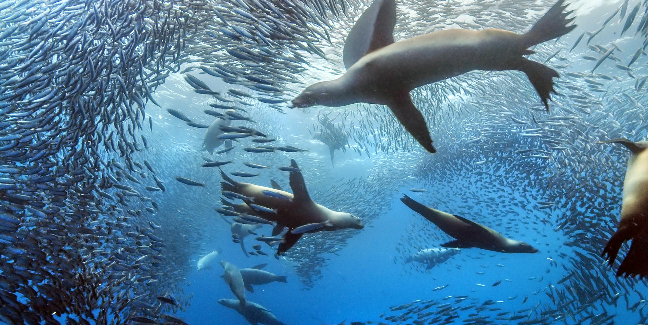 In “The Hunt,” sea lions tried to attack a shoal of sardines, but the little fish easily evaded their predators by parting and reforming.