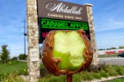 A prized caramel apple from Abdallah Candies.