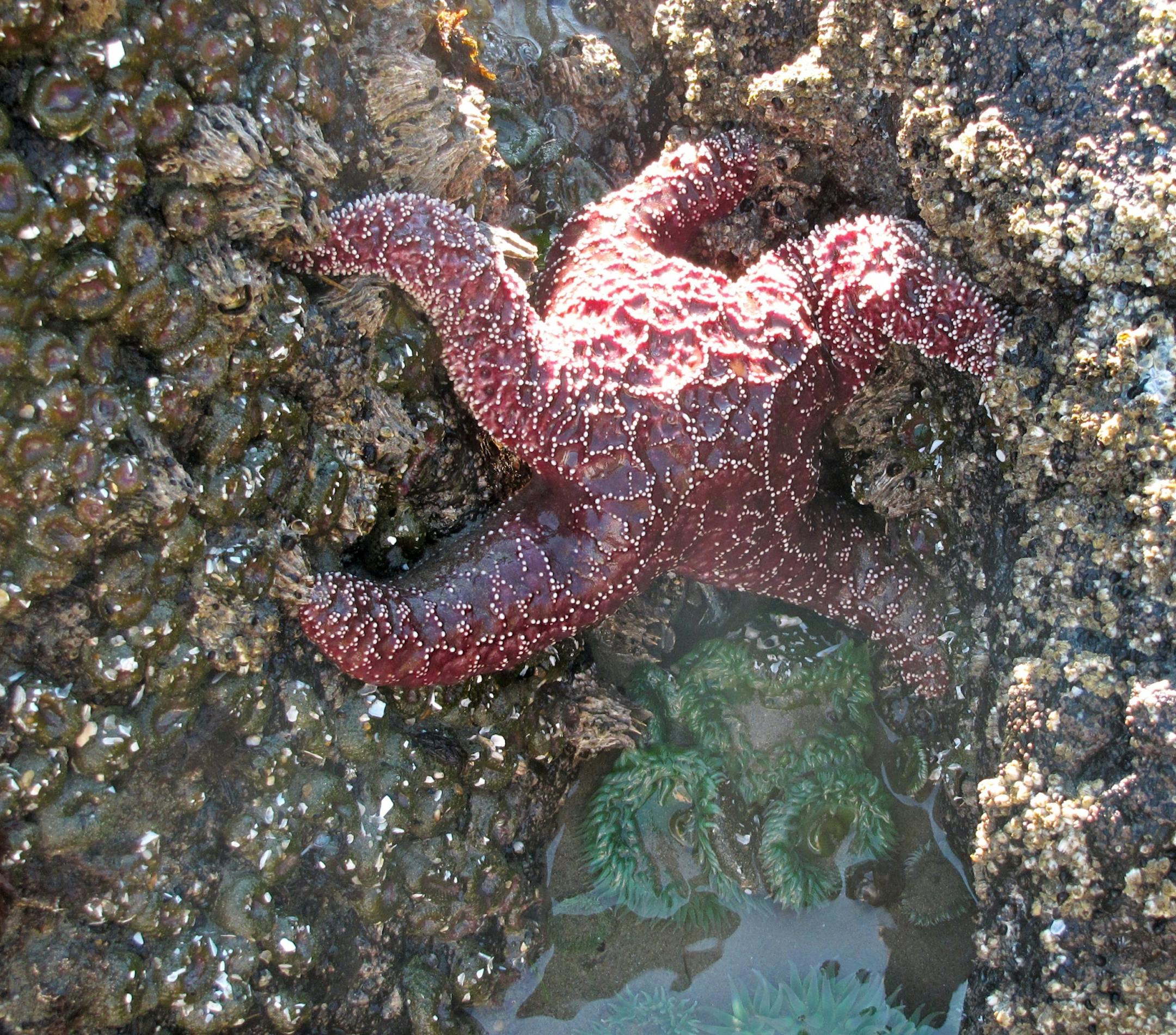 Ochre sea stars and green sea anemones add color to Oregon�s coastal tidepools.