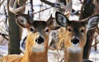 The largest chronic wasting disease outbreak Minnesota has seen is affecting white-tailed deer in southeast Minnesota. (Dennis Anderson/Minneapolis St