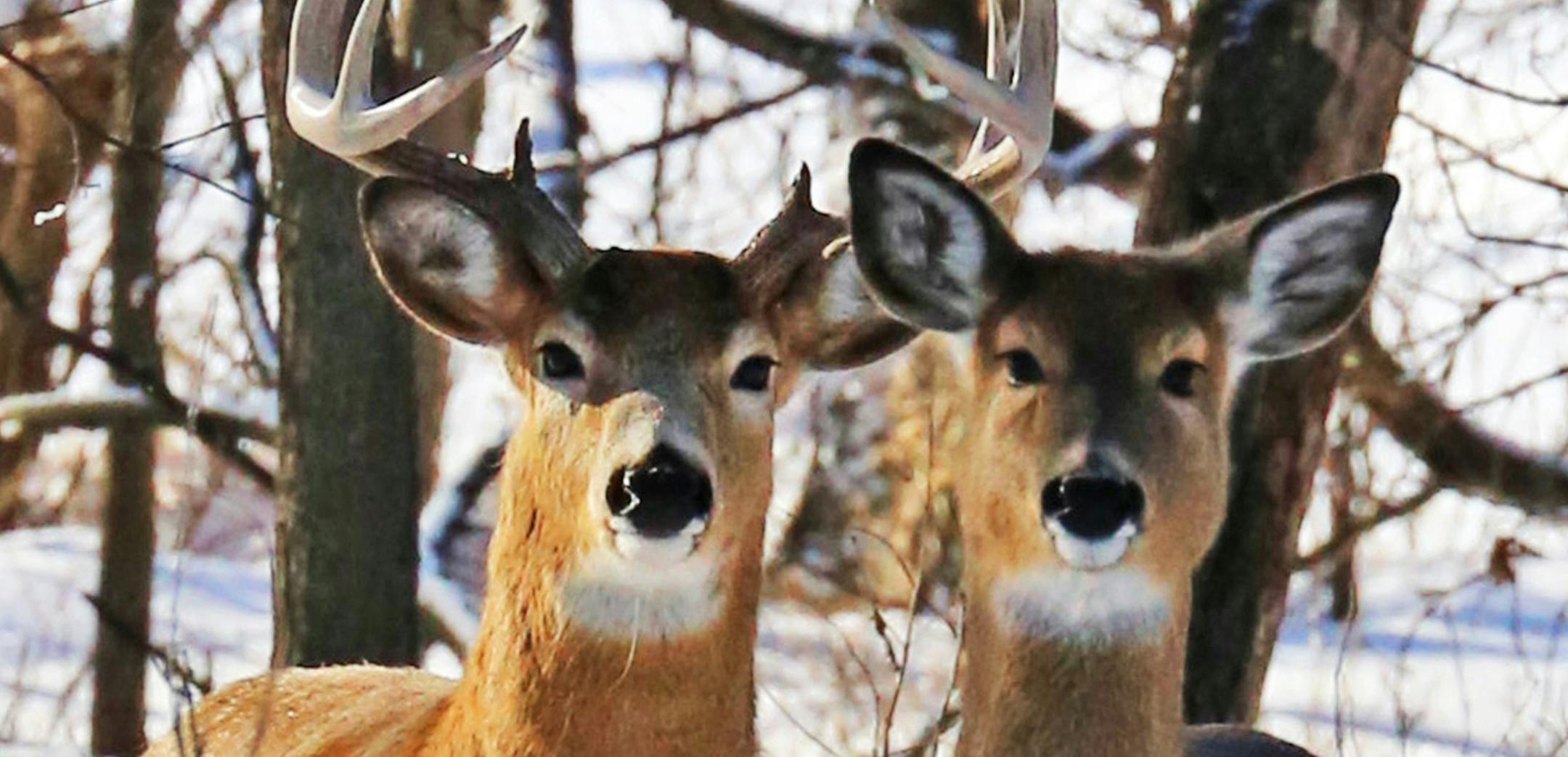 The largest chronic wasting disease outbreak Minnesota has seen is affecting white-tailed deer in southeast Minnesota. (Dennis Anderson/Minneapolis Star Tribune/TNS) ORG XMIT: 1213337