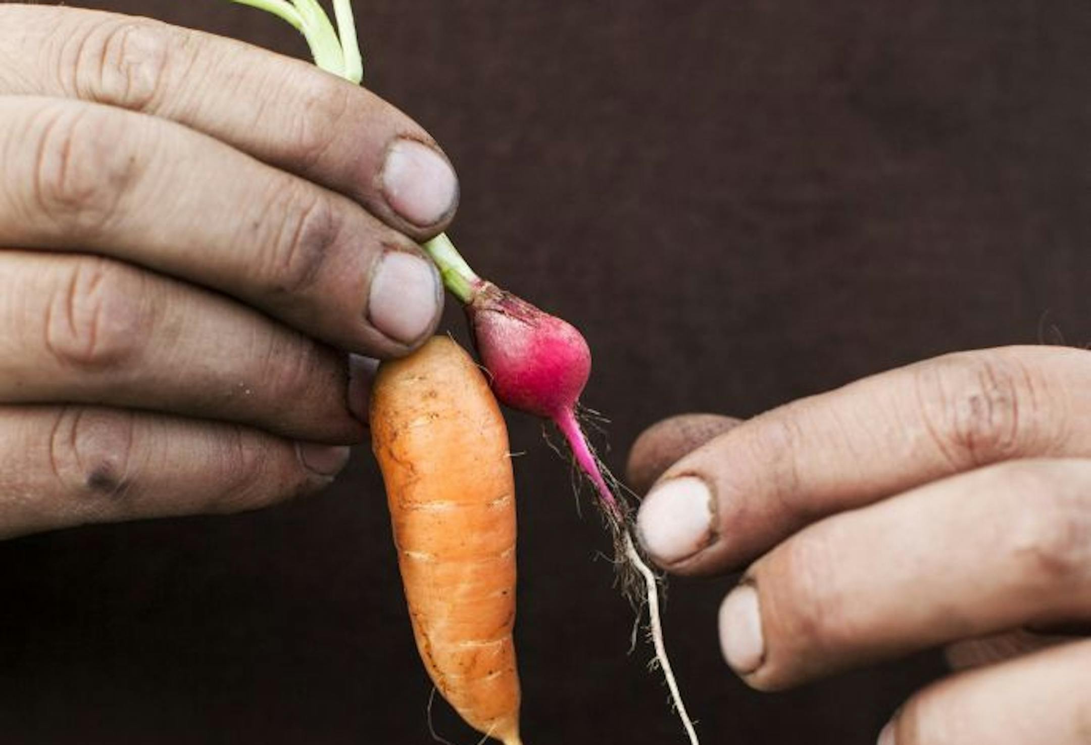 Dean Engelmann of Tangletown Gardens holds a baby carrot and radish at the farm in Plato May 31, 2013.