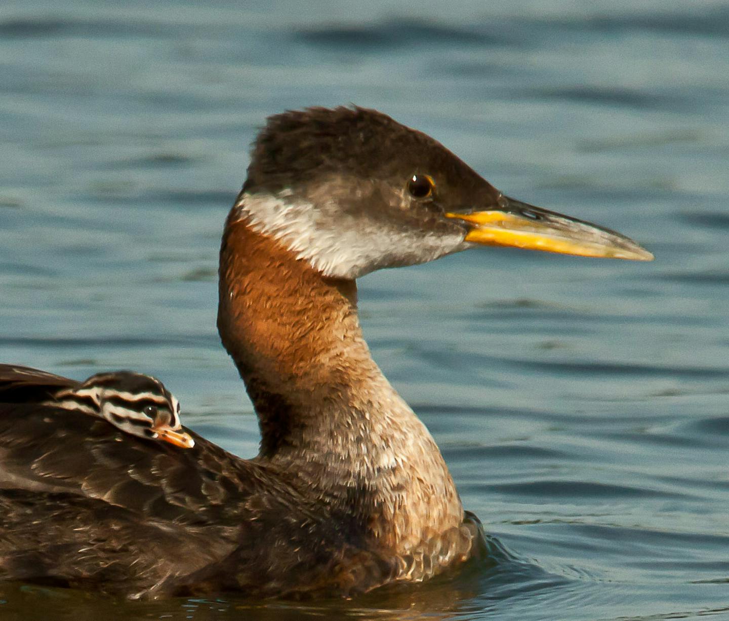 Photo by Carrol Henderson. Red-necked grebe chick and parent.