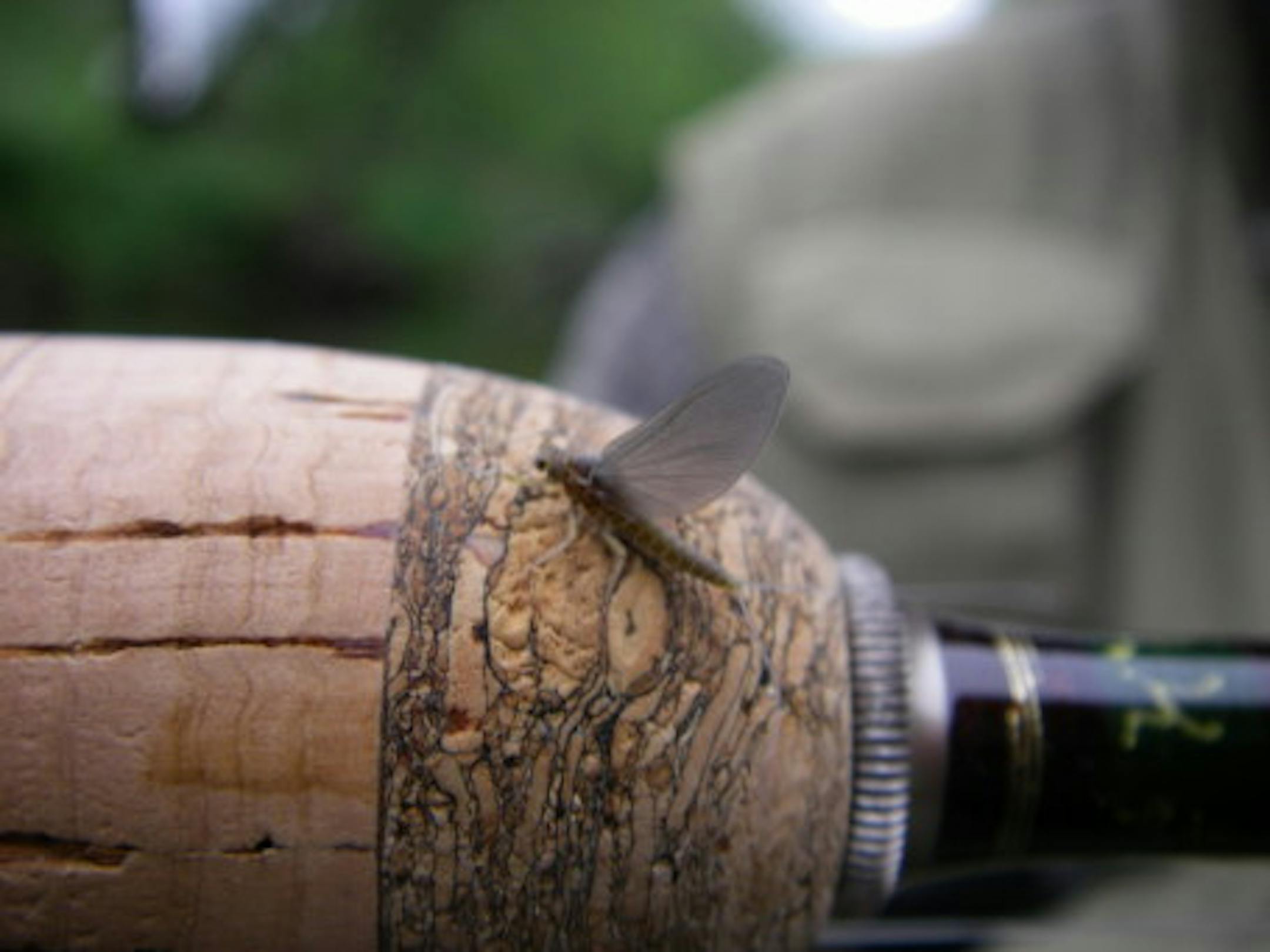 Blue Winged Olive Mayfly - Rob Kolakowski Photo