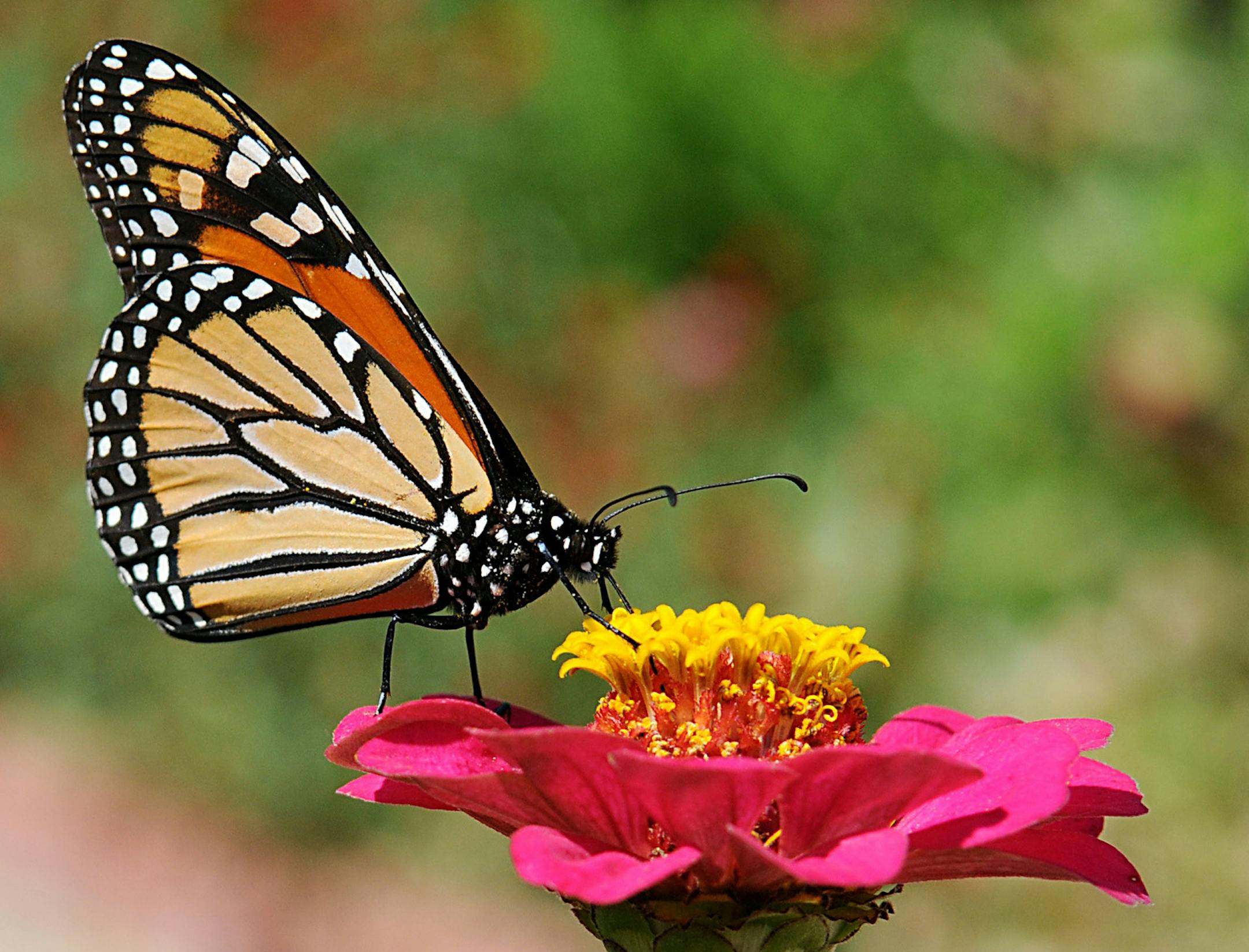 A monarch butterfly sits atop a flower at Dillingham Garden in Enid, Oklahoma Friday, Sept. 18, 2009. (AP Photo/The Enid News & Eagle, Billy Hefton) ORG XMIT: MIN2013071117452621