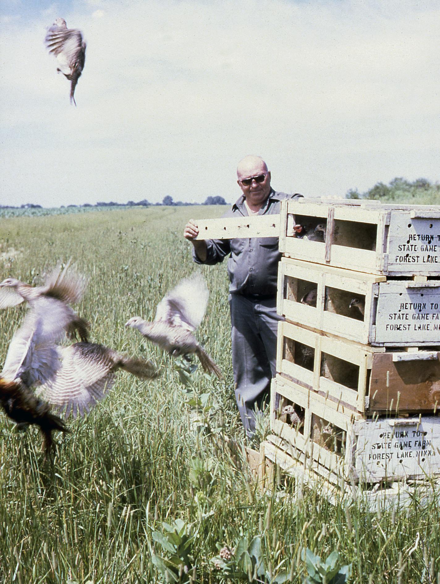 releasing pheasants Carlos Avery