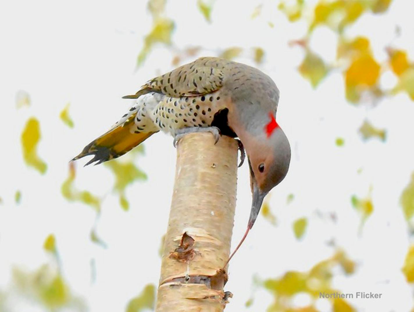 A flicker perched on a tree stump reaches with its long tongue.