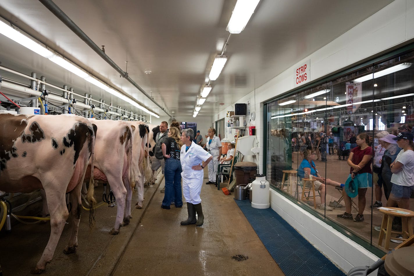 Cows being milked at the state fair