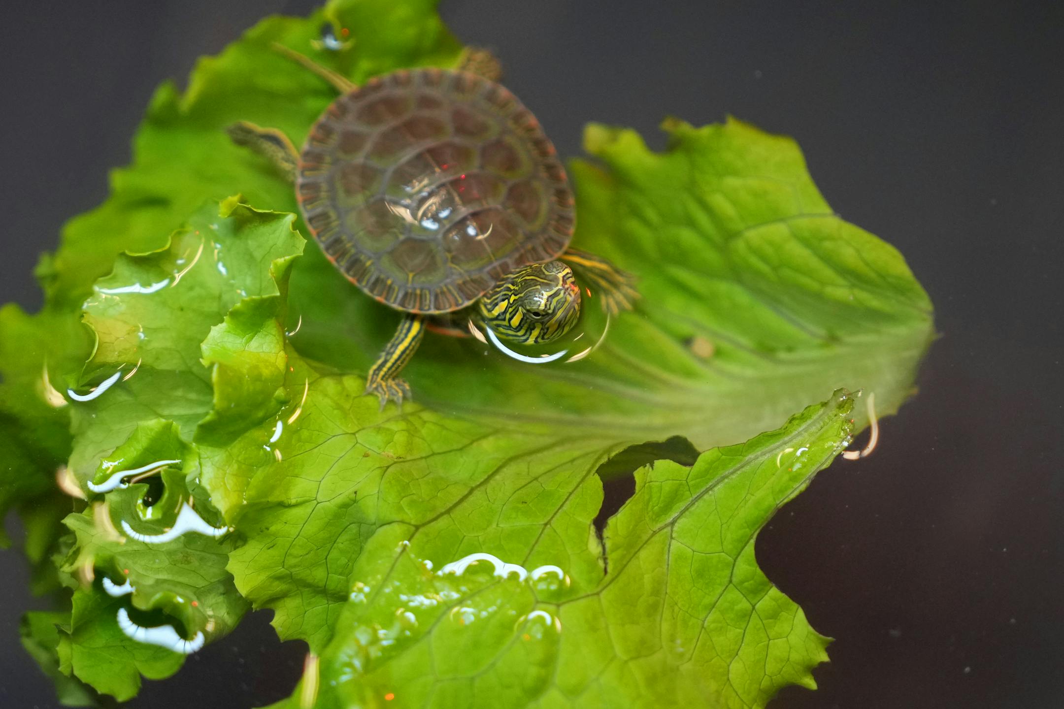 A young painted turtle perched on a floating lettuce leaf as it recuperated in a tank.