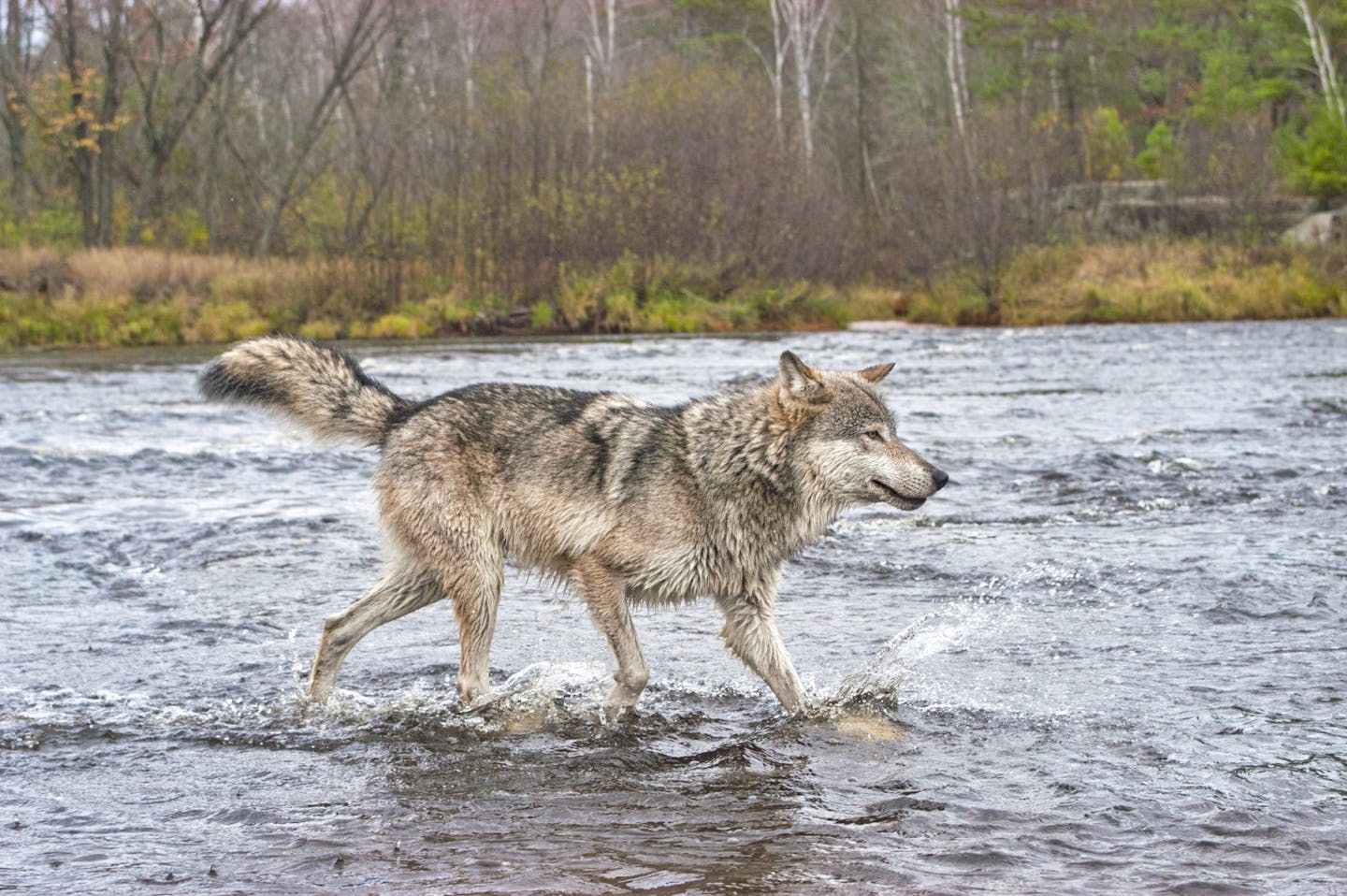 The overall population of Wisconsin wolves wasn't harmed by the recent controversial hunt of the wild canines in that state — nor would Minnesota's wolves be hurt by a more restricted hunt here.