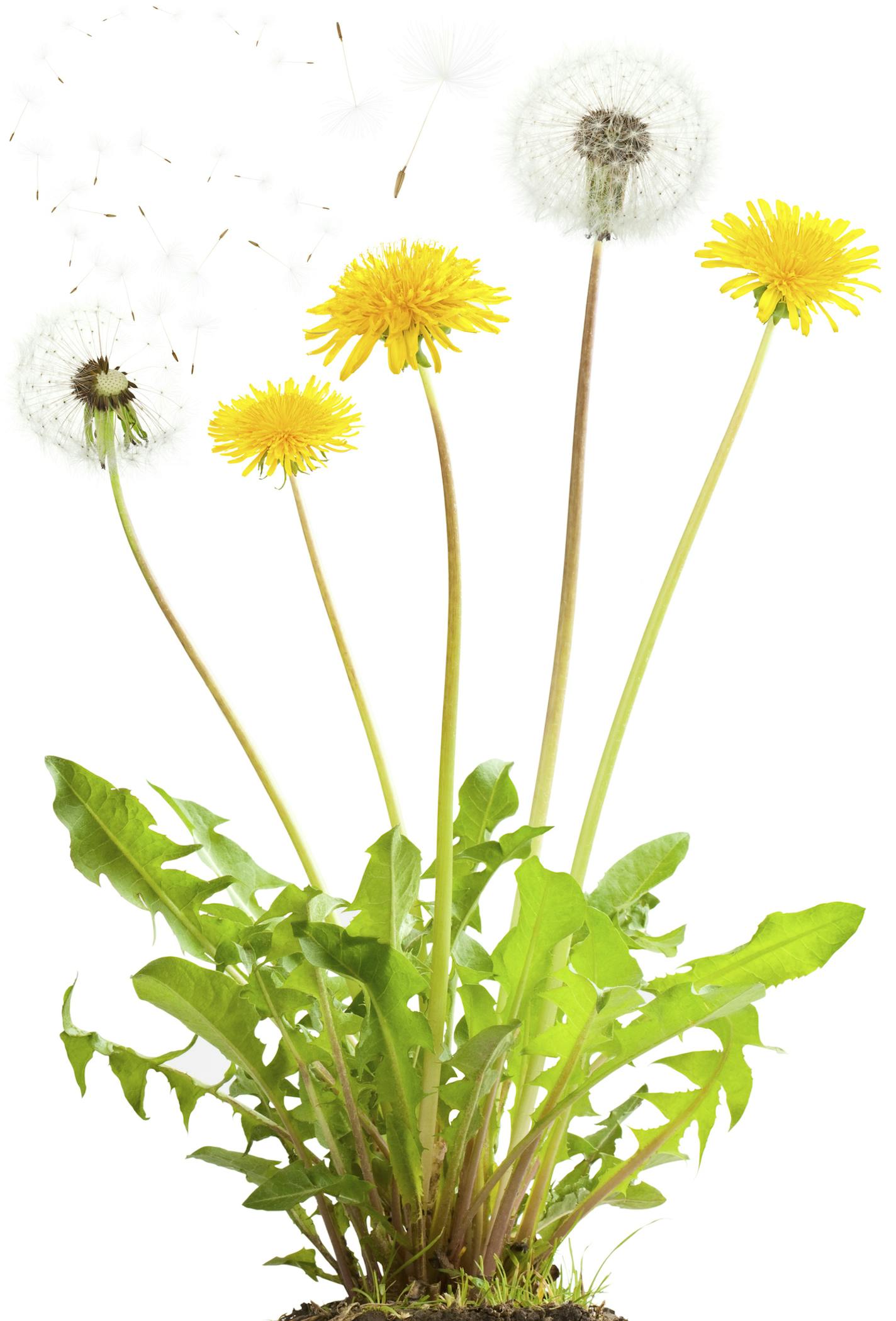 Dandelion with flowers and flying seeds. Isolated on white.