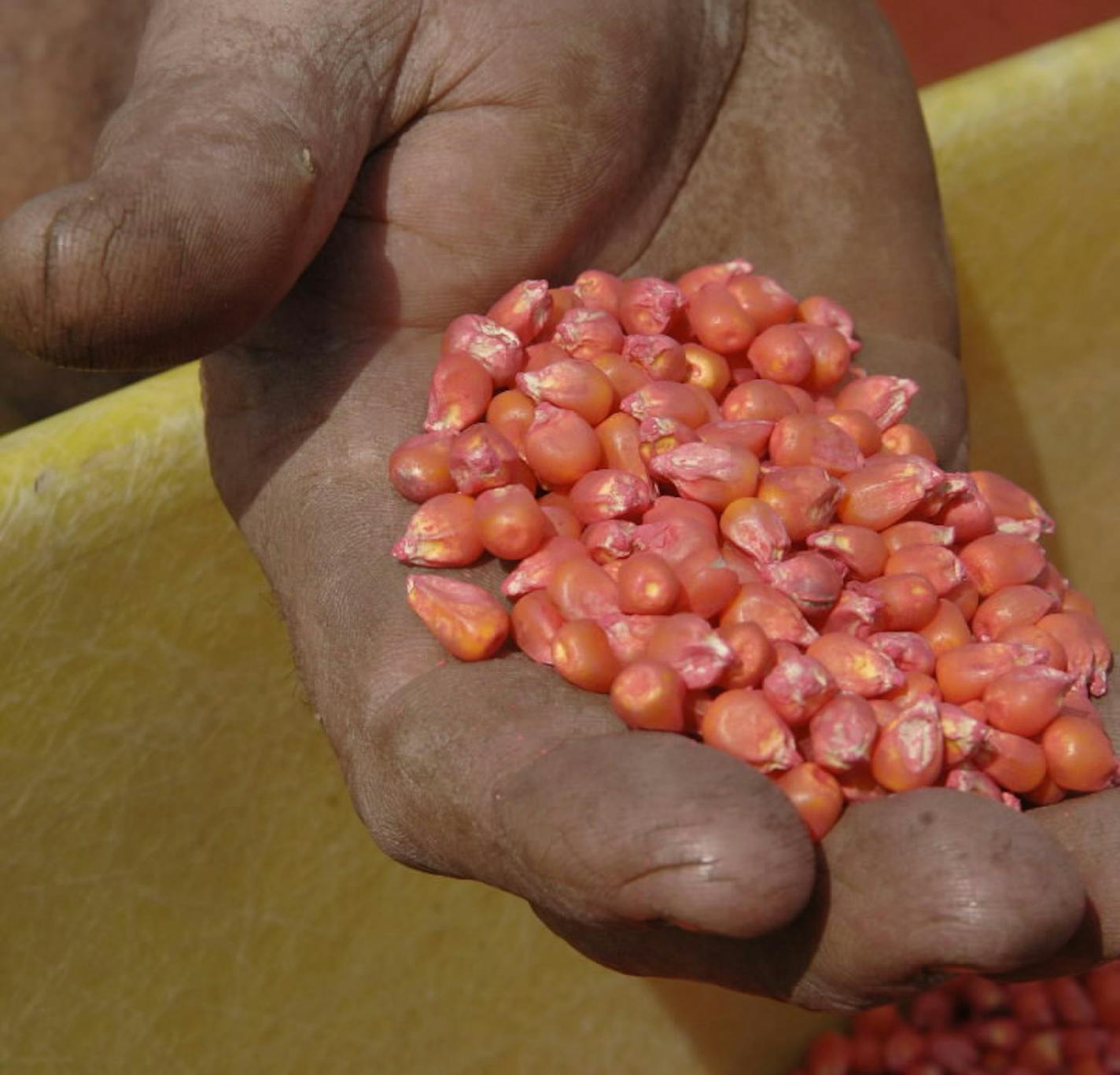 GLEN STUBBE &#xa5; gstubbe@startribune.com Friday, April 27, 2007 -- Hampton Minn. -- Nick Stein loads his tractor with roundup ready corn seed before heading to his field for spring planting in Hampton, Minn. Eds: The seed appears pink from the roundup ready coating helping to prevent damage from insects Glen Stubbe