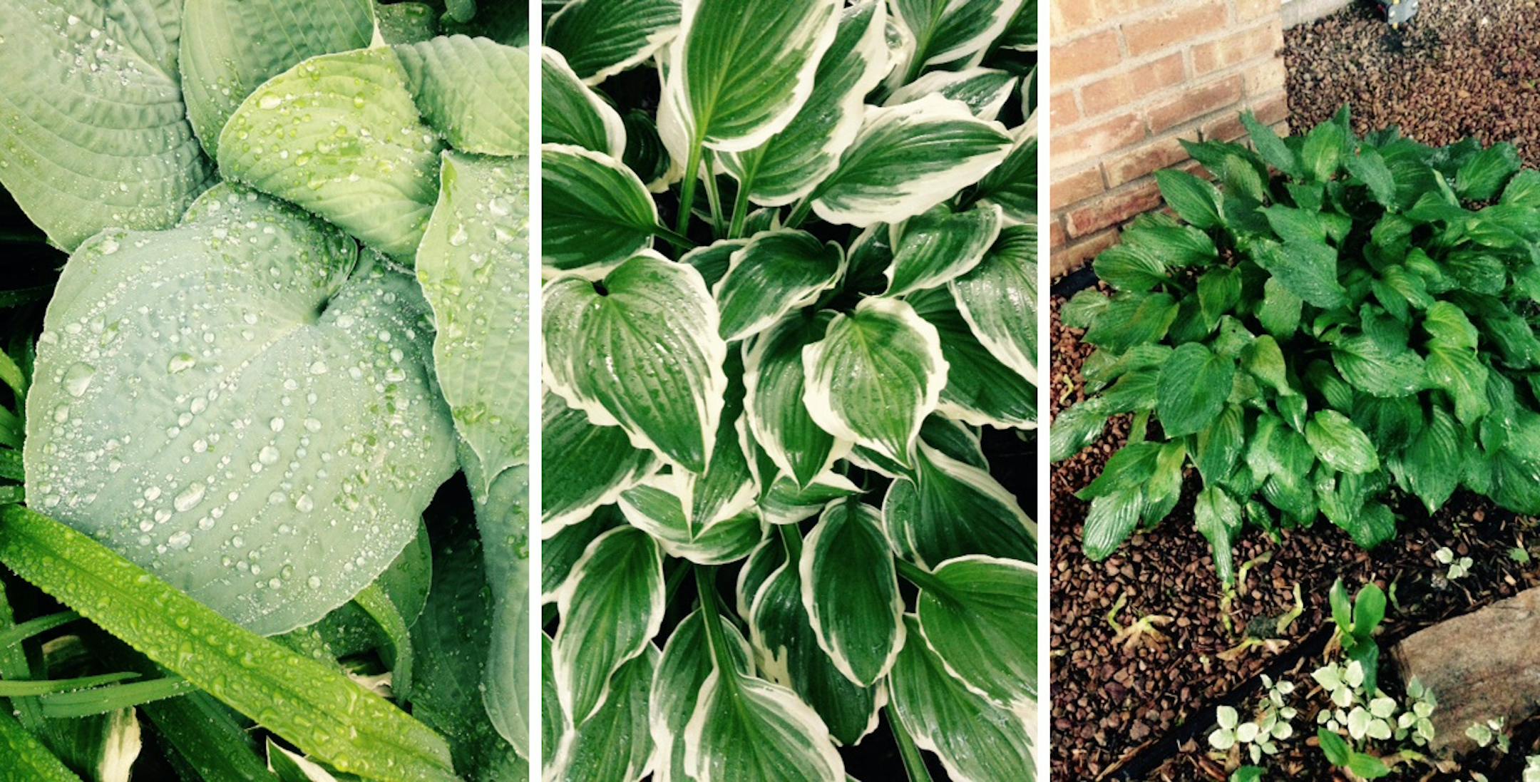A trio of hostas.