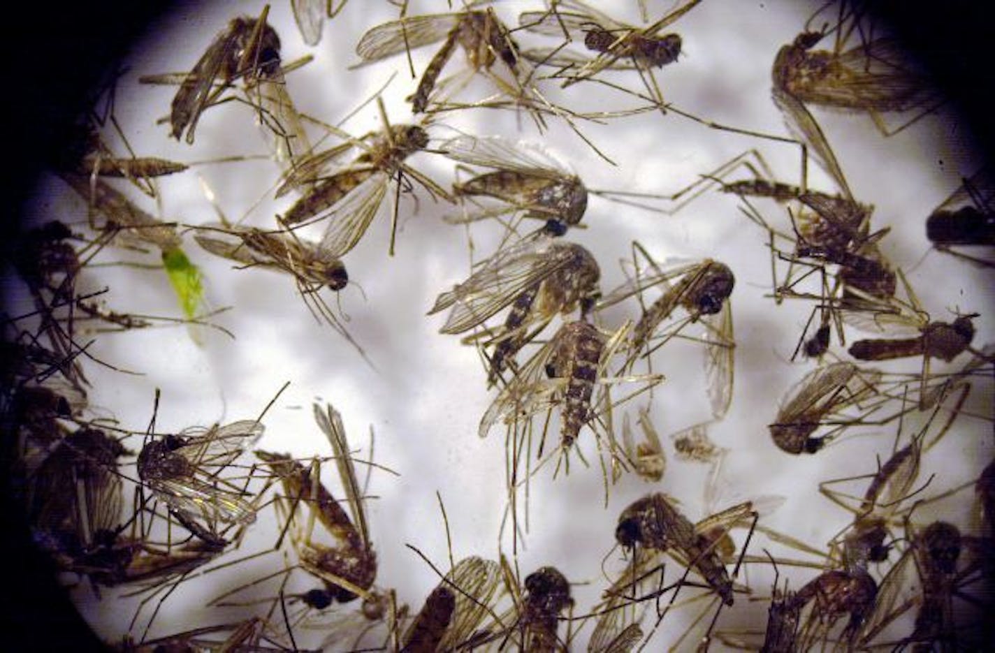 Metropolitan Mosquito Control District lab is where mosquito populations are examined. The Aedes Vexans is the most common species of mosquito locally. The West Nile virus has not been tied to a certain species in Minnesota. This is a view through a microscope of dead mosquitos that had been recently captured from one trap.