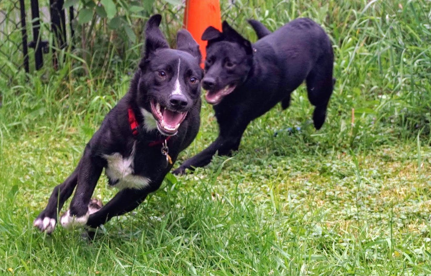 Angus and his littermate, Winston, chased and wrestled and fought in an exuberant reunion.