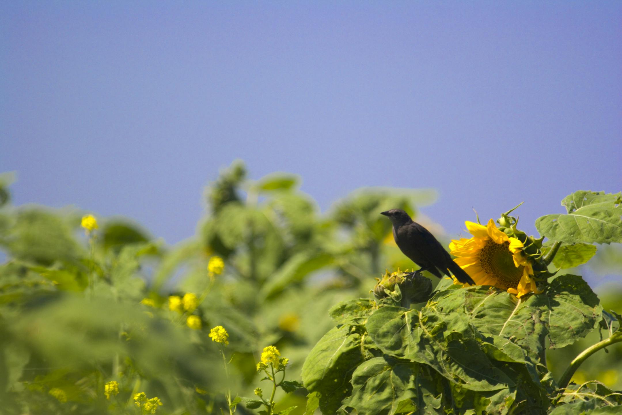 blackbird on sunflower