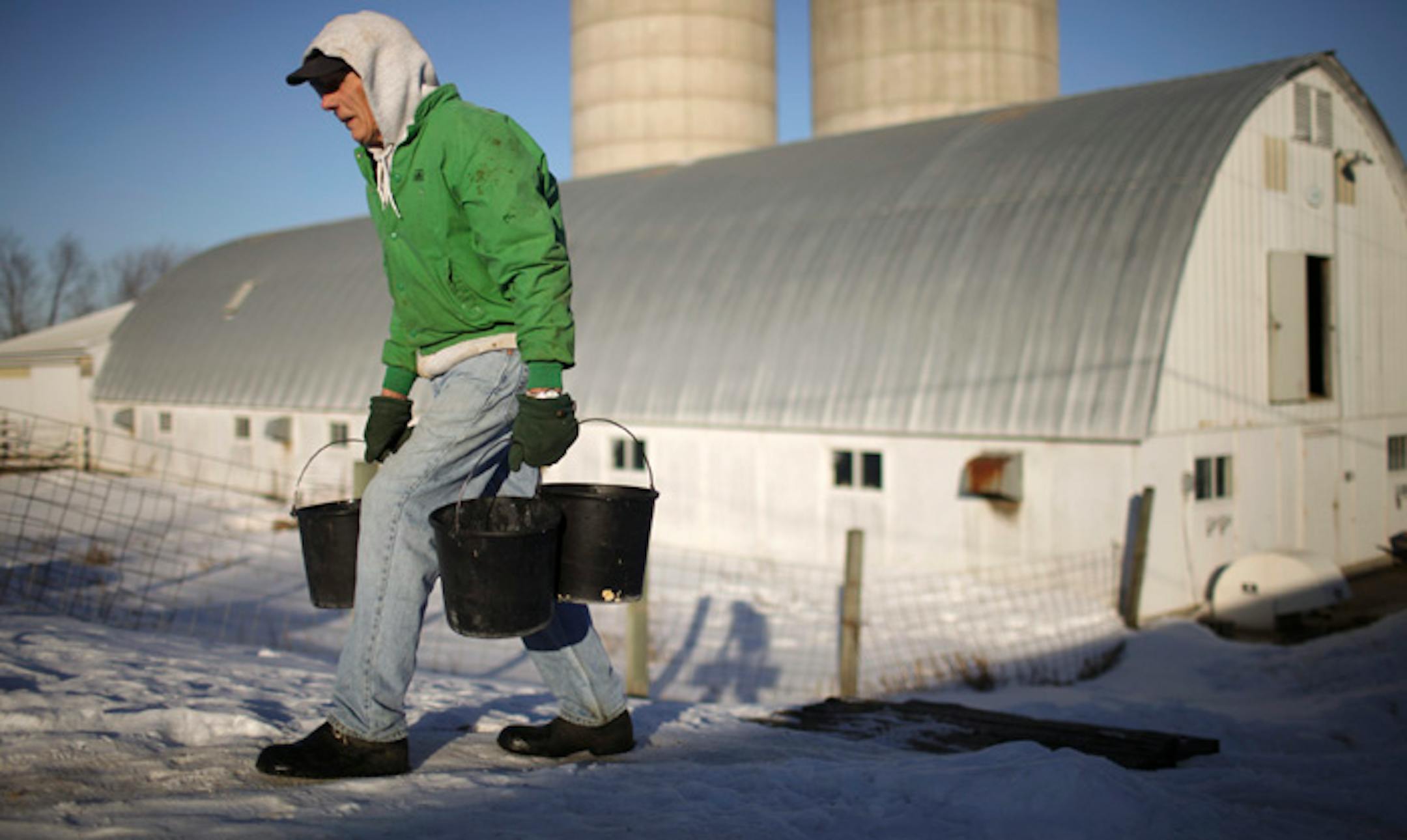 Richard Brand carried buckets of milk from the barn to feed the calves on the Brand dairy farm in Farmington.