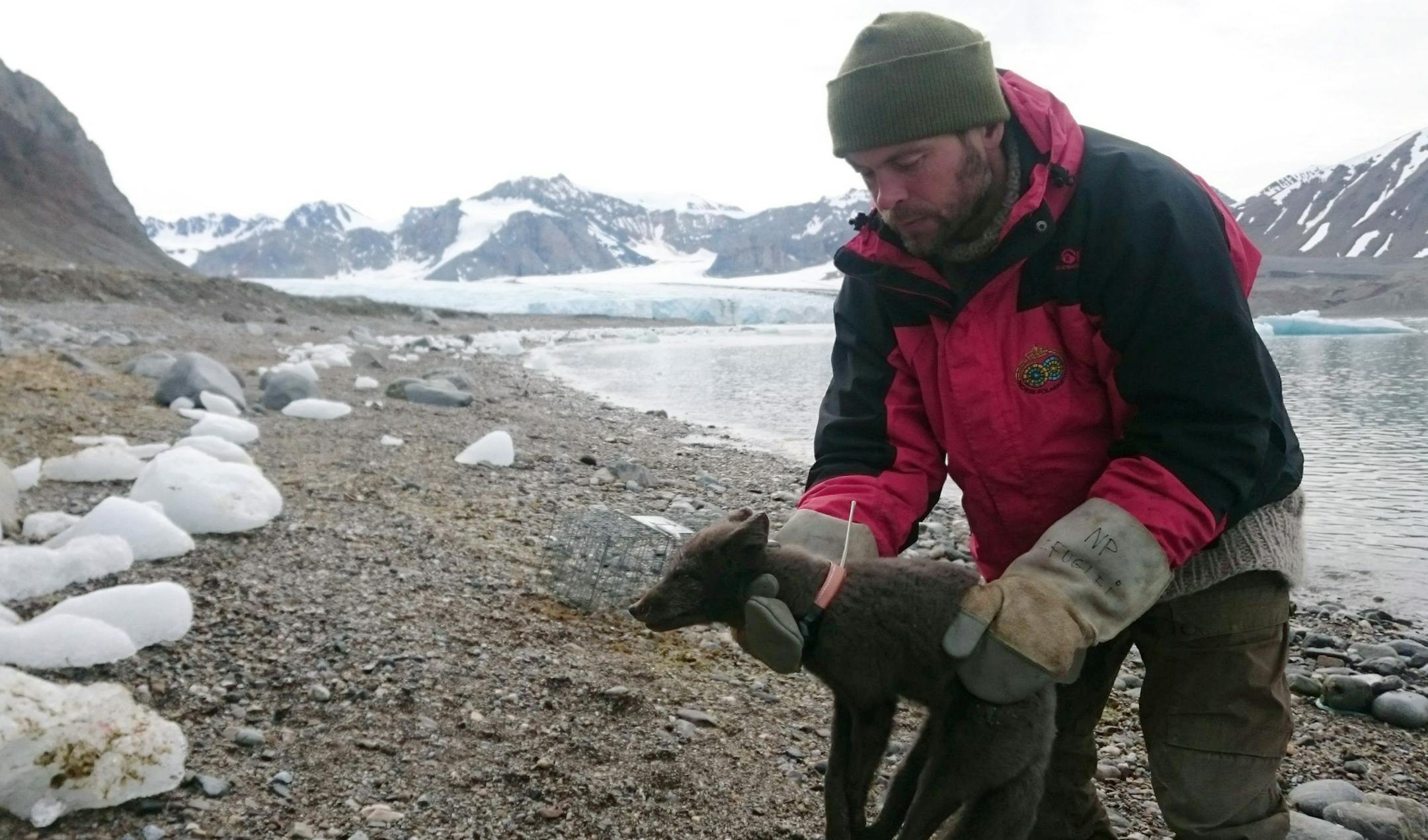 A polar fox is fitted with a satellite tracking collar in Krossfjorden, Svalbard, a Norwegian Arctic archipelago, on July 29, 2017, as part of research conducted by the Norwegian Polar Institute. Norwegian researchers said Tuesday July 2, 2019, that this young female arctic fox, shown in this photo, has been tracked walking from northern Norway to Canada’s far north, a distance of 4,415 kilometers (2,737 miles), via Greenland in 76 days. (Elise Stroemseng/Norwegian Polar Institute via AP)