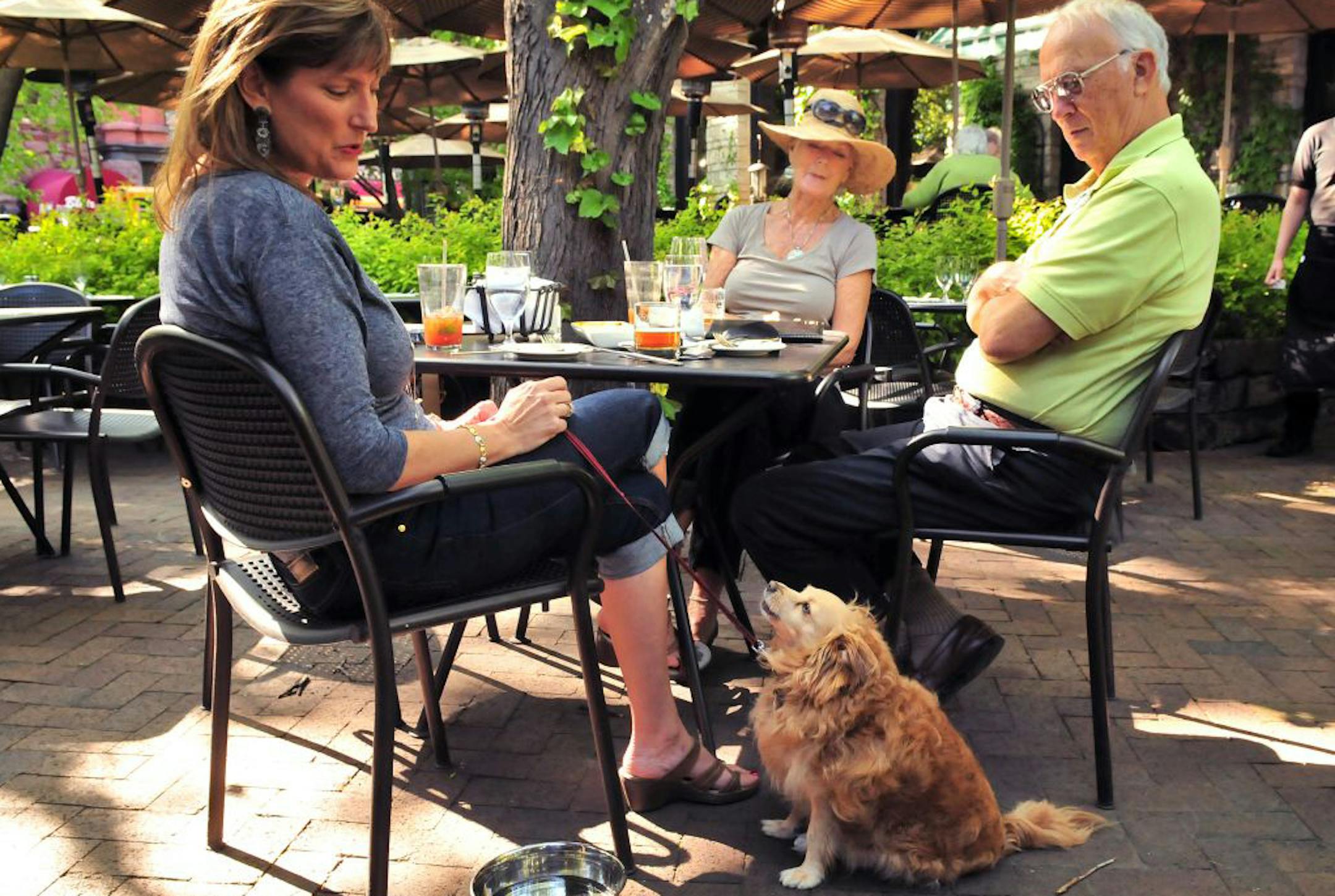 Taylor sat near his complimentary water dish at W.A. Frost. Dogs have been welcome at the St. Paul restaurant's patio for years. A 2008 ordinance allows pets at Minneapolis cafes, too.