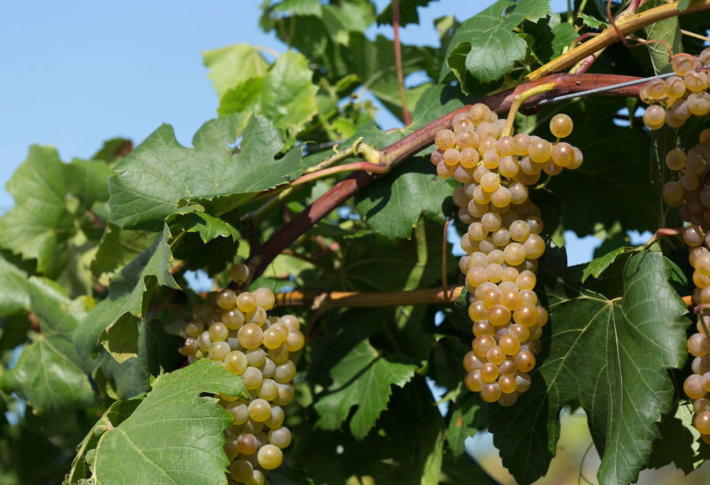 University of Minnesota, Agricultural Experiment Station potential new wine grape variety, #1285. To be named and released in 2016. Photo taken at the U of MN Horticultural Research Center, Chanhassen. Minnesota Agricultural Experiment Station project #21-016, "Breeding and Genetics of Fruit Crops for Cold Climates," principal investigator: James J. Luby. Matthew Clark, grape breeder. ORG XMIT: MIN1604071021460321