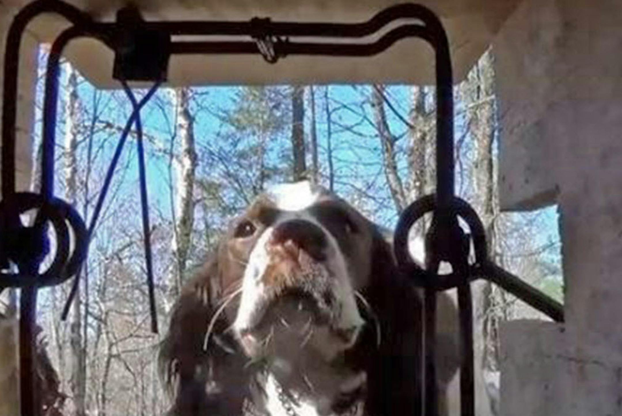 This view might be a hunting dog's last if he or she were attracted by the scent of a body-grip trap and tempted to stick its head inside. Hunting dog owners will be back at the Legislature this session hoping to tighten trapping restrictions, minimizing the threat this type of trap poses to dogs. ORG XMIT: MIN1505141052260499