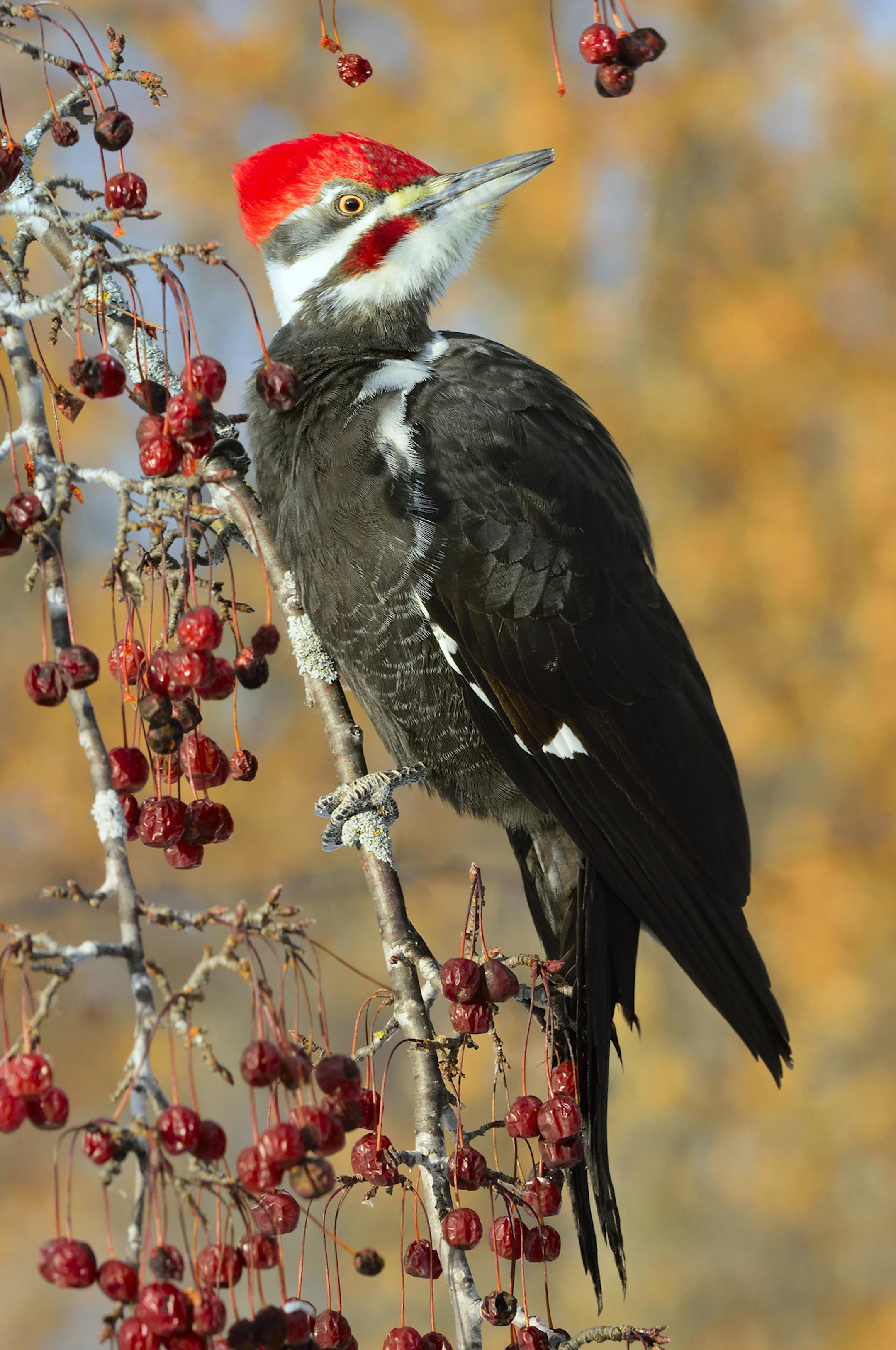 one-time use ... A male pileated woodpecker pauses while feeding on crabapples on a cold winter day. The crow-sized woodpeckers, like many other birds, find fruit a wintertime staple.
