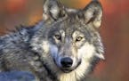 The gray wolf is currently listed by the federal government as "threatened" under the Endangered Species Act.