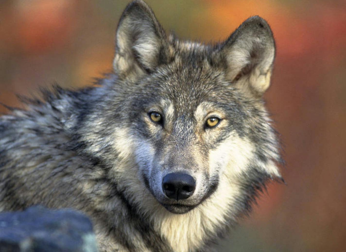 The gray wolf is currently listed by the federal government as "threatened" under the Endangered Species Act.