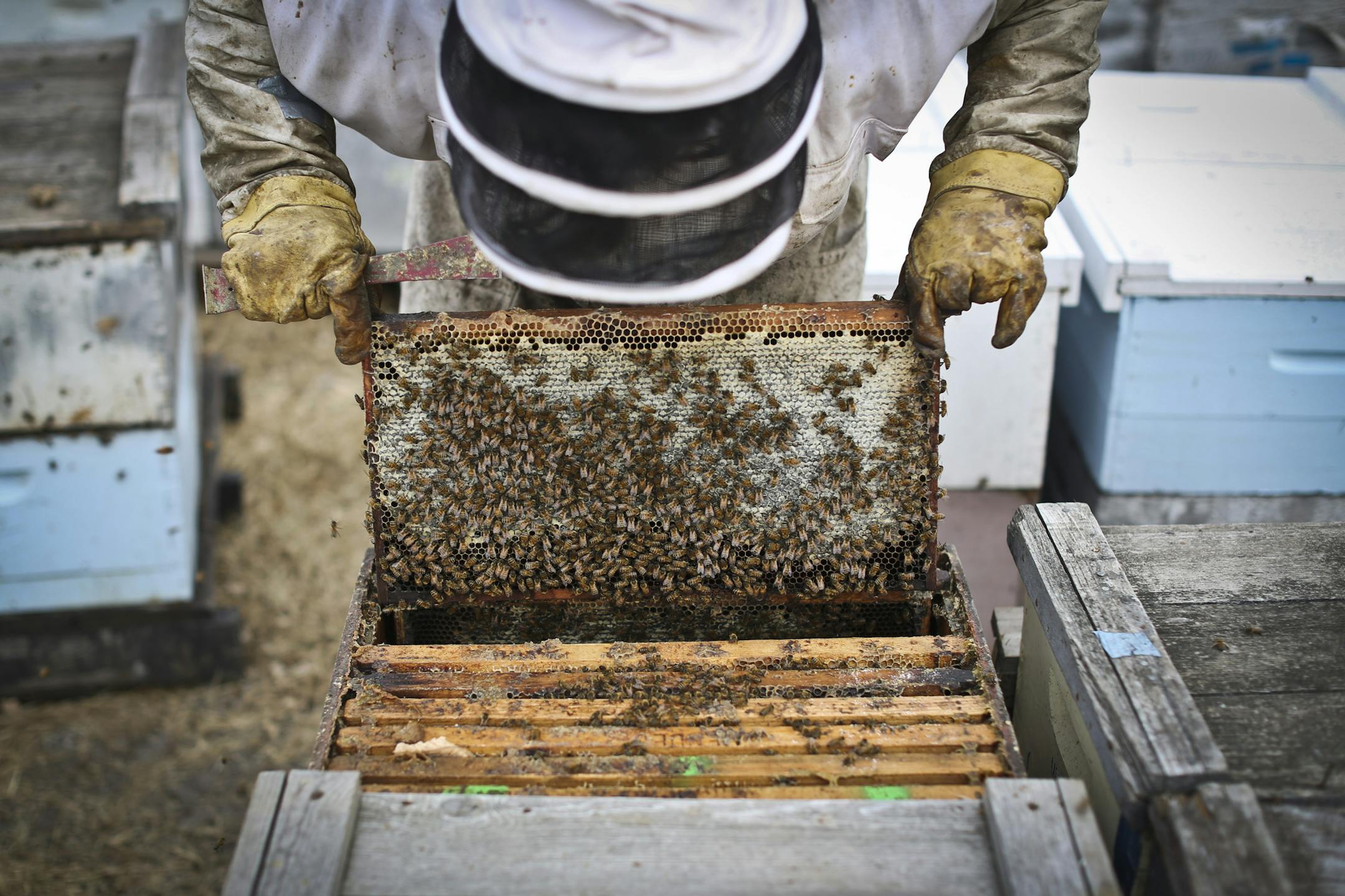 Bee Keeper Samantha Jones, who works for Steve Ellis, picked up a healthy hive in Barrett, Minn., on Monday, October 15, 2012. Ellis believes farming pesticides used in the area have been damaging several of his hives. ] (RENEE JONES SCHNEIDER &#x2022; reneejones@startribune.com)