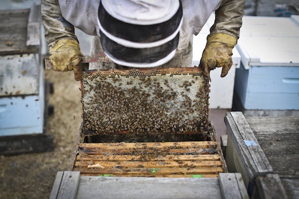 Bee Keeper Samantha Jones, who works for Steve Ellis, picked up a healthy hive in Barrett, Minn., on Monday, October 15, 2012. Ellis believes farming 