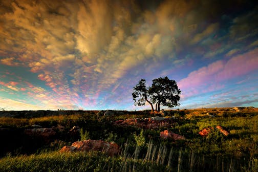 Waves of clouds paint the sky as late afternoon sun skims across the prairie framing the Three Sisters Hackberry Tree at Blue Mounds State Park. This is a multi-frame exposure of passing clouds. ] Minnesota State of Wonders - Summer on the Prairie. BRIAN PETERSON • brian.peterson@startribune.com
Luverne, MN 08/02/14