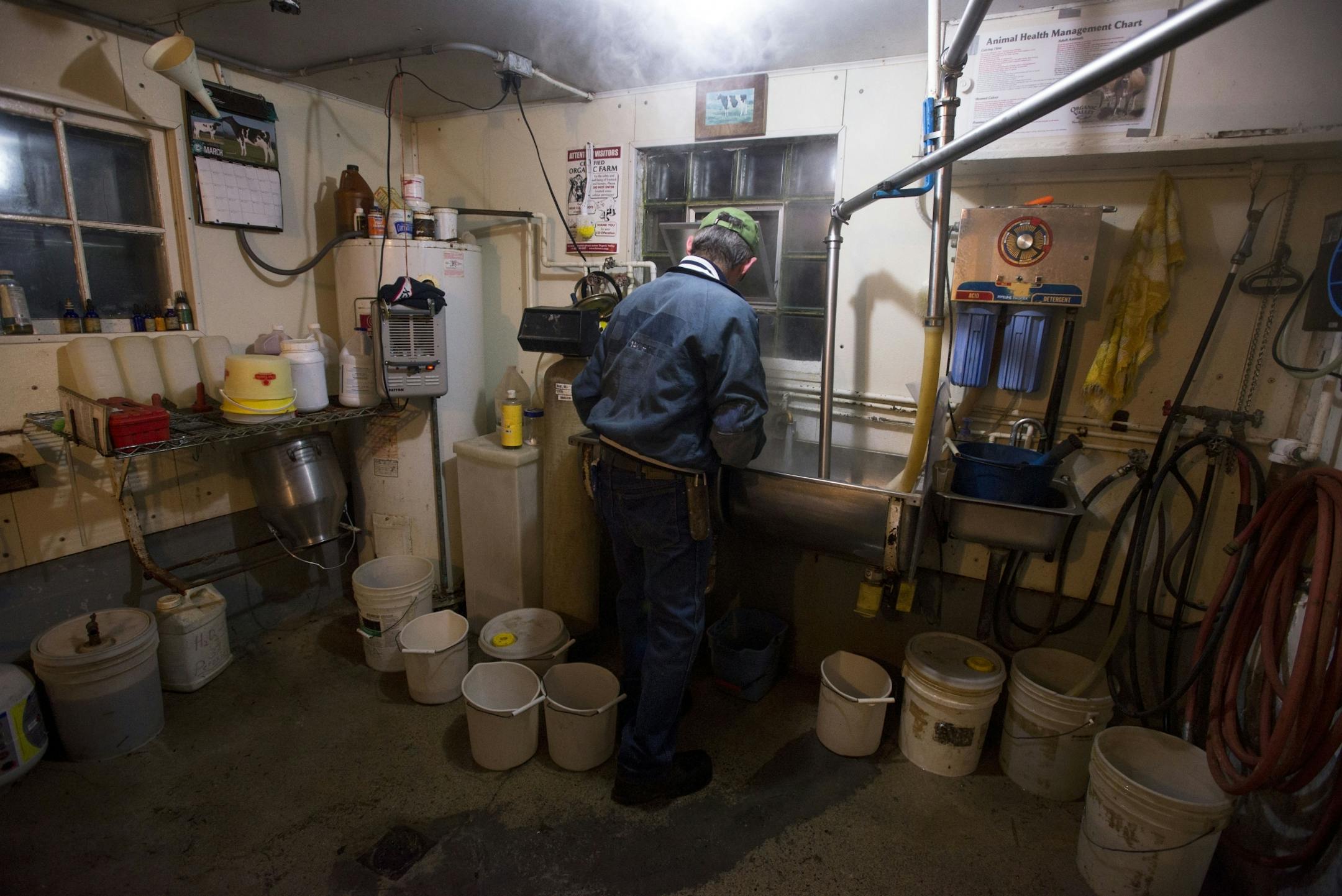 Owner of Wicmar Dairy Mark Wickenhauser goes through a sterilization process before milking the cows.