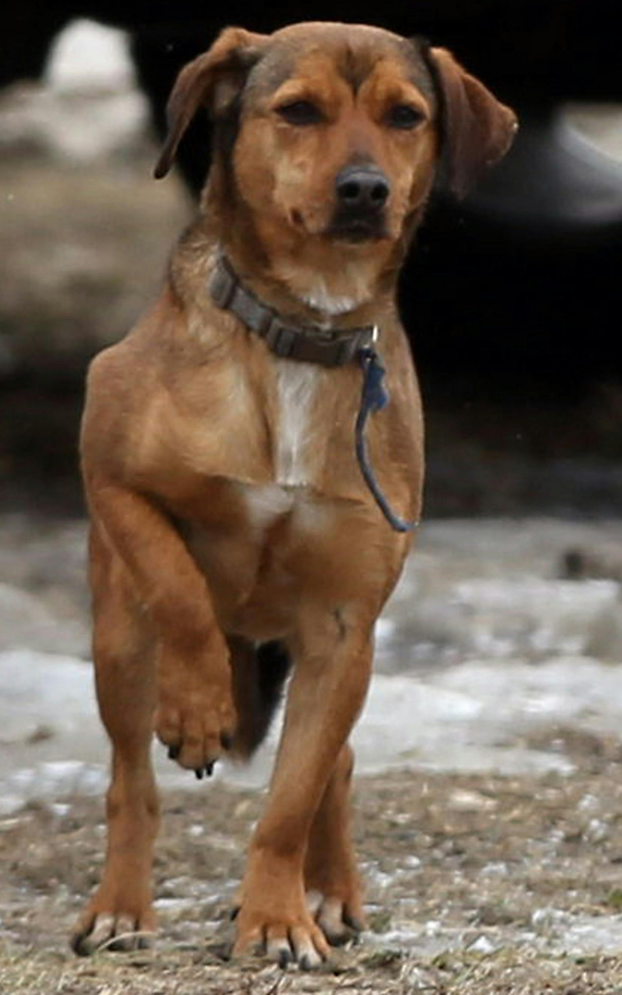 A stray beagle that has been running loose in Markham near 3000 West 159th Street, is seen on Monday, Feb. 9, 2015 in Markham, Ill. Katie Campbell, not shown, is a dog lover who has been trying to catch the dog. (Terrence Antonio James/Chicago Tribune/TNS) ORG XMIT: 1164352