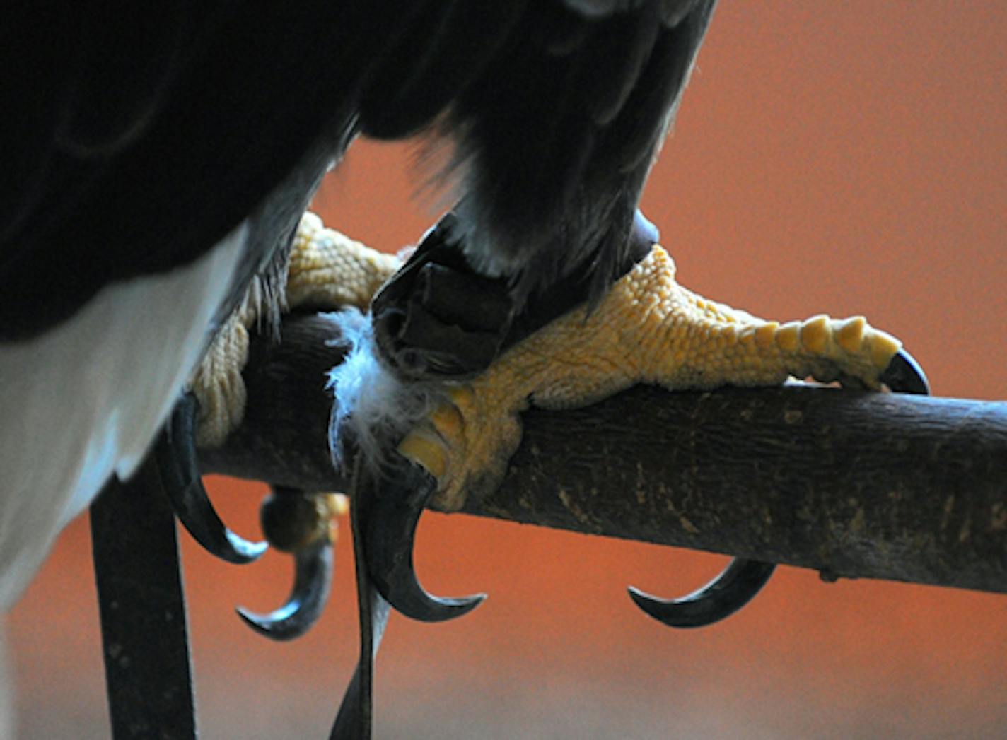 bald eagle talons credit: Jim Williams, special to the Star Tribune