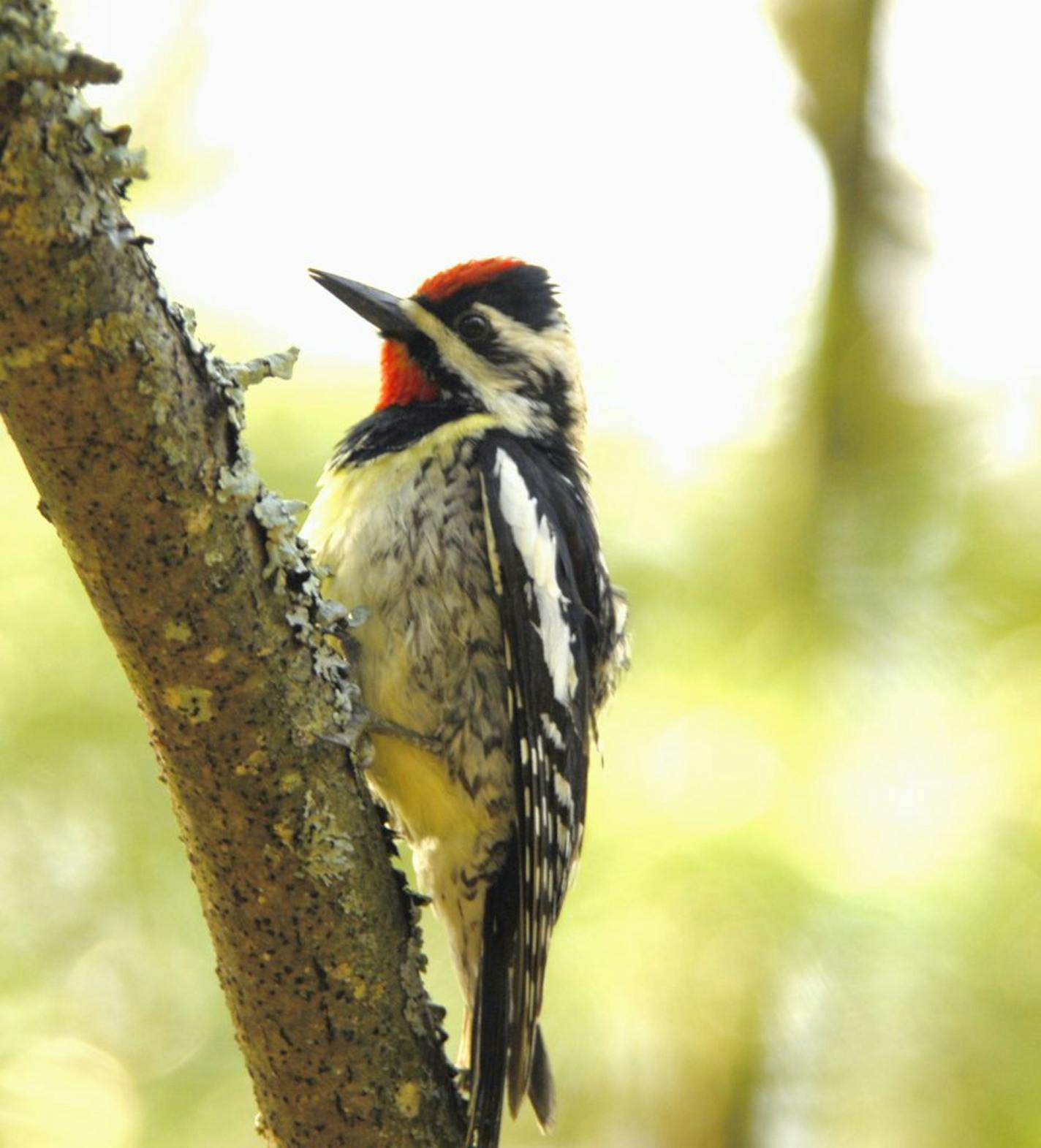 Yellow-bellied sapsucker