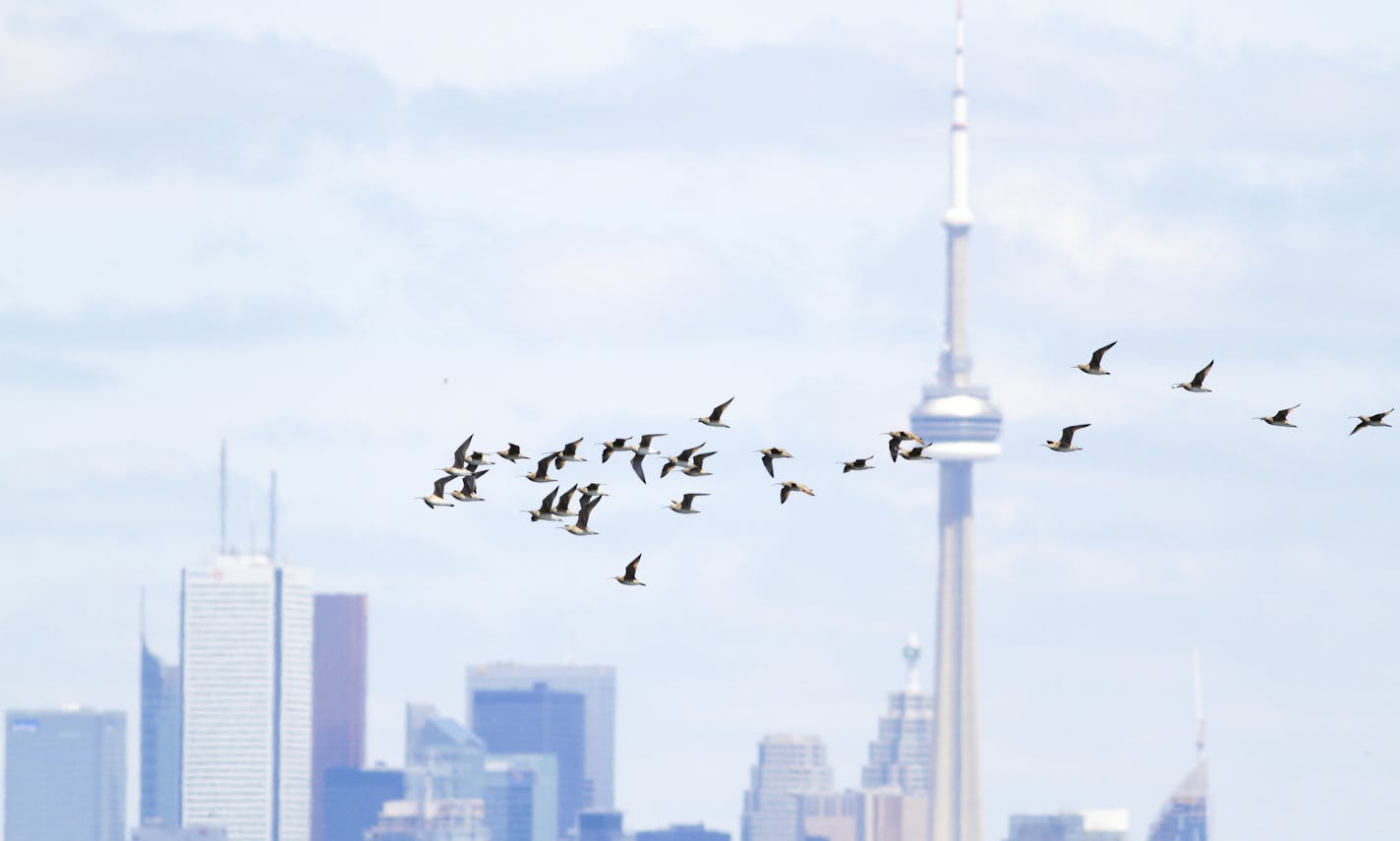 A flock of whimbrels flew past the skyline of Toronto.