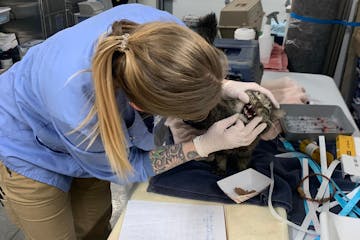 Rose Hegerle, director of veterinary services at Tri-County Humane Society, examines one of the 93 cats transported from a residence in Crosby on Thur