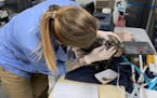 Rose Hegerle, director of veterinary services at Tri-County Humane Society, examines one of the 93 cats transported from a residence in Crosby on Thur