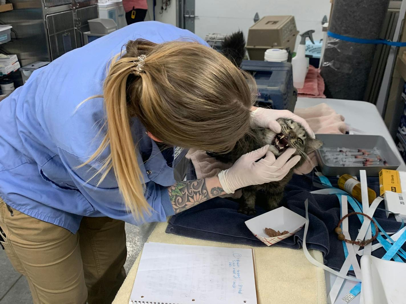 Rose Hegerle, director of veterinary services at Tri-County Humane Society, examines one of the 93 cats transported from a residence in Crosby on Thursday, April 11, 2024.